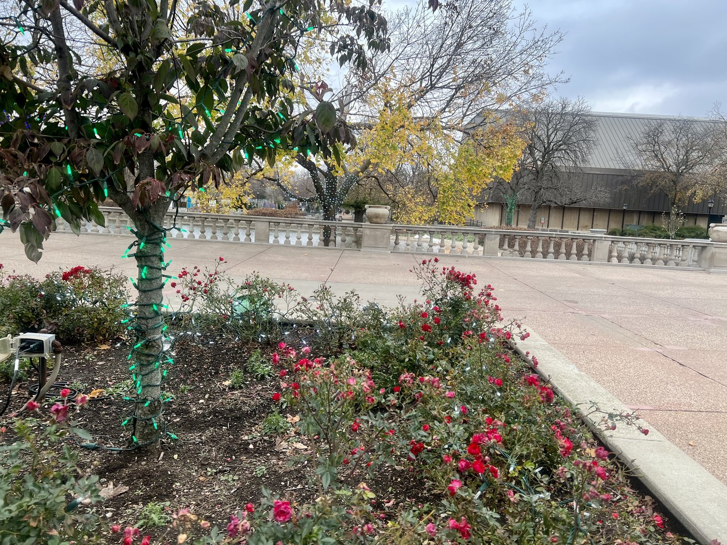 Festive Flowers and Lights