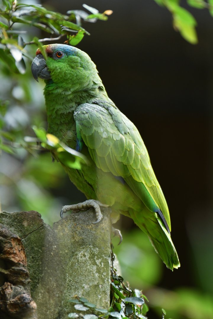 Festive Parrot (bodini) Amazona festiva bodini