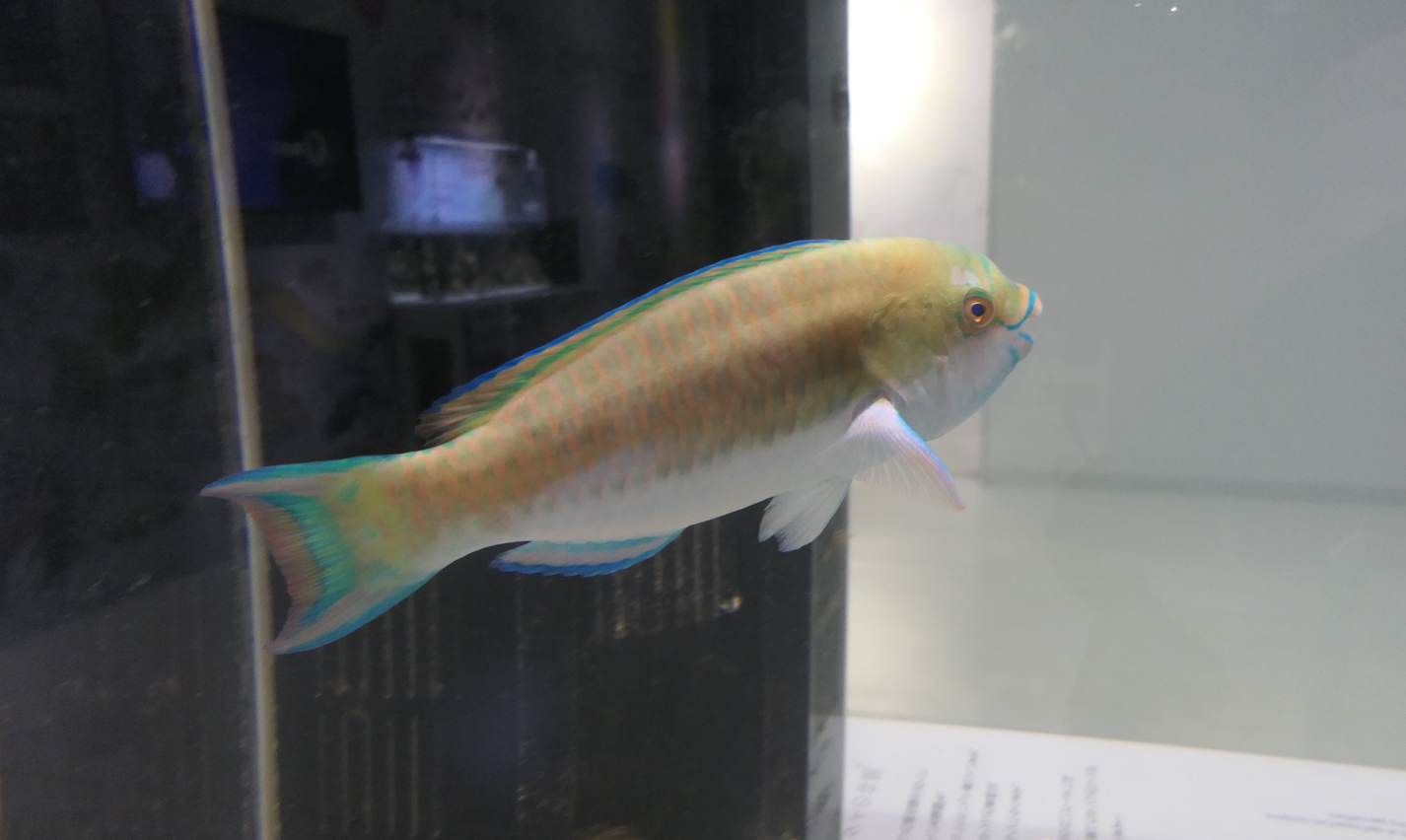 Festive Parrotfish (Scarus festivus)