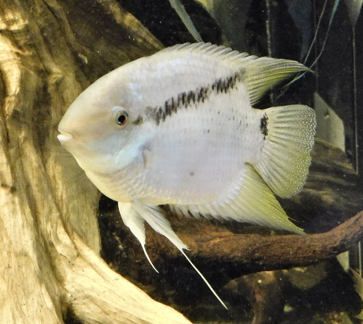 Festivum Cichlid (Cichlasoma festivum) - Kawasui Kawasaki Aquarium October 21, 2025