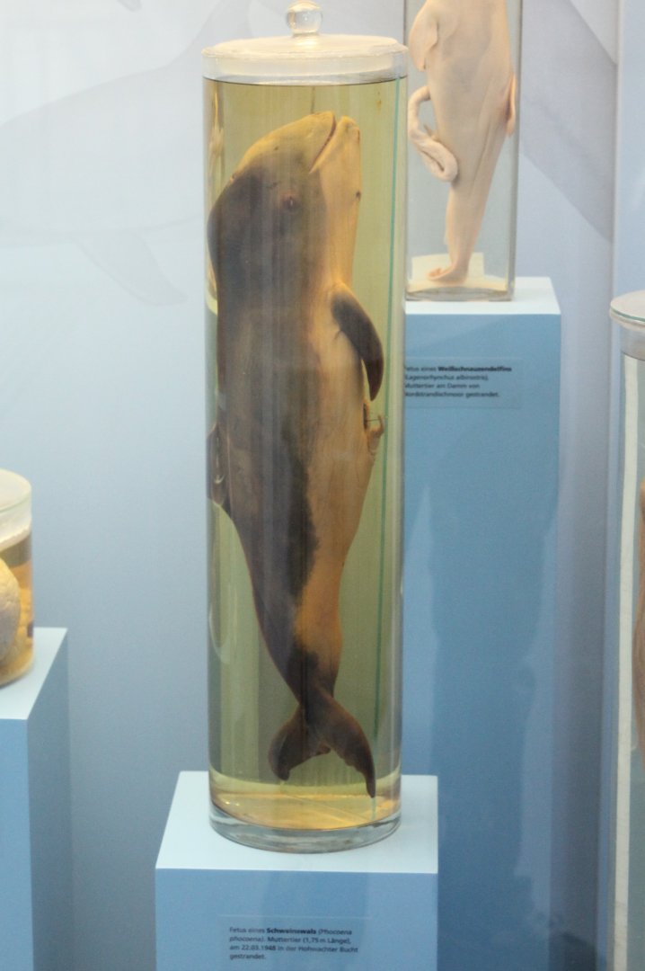 Fetus Harbour porpoise