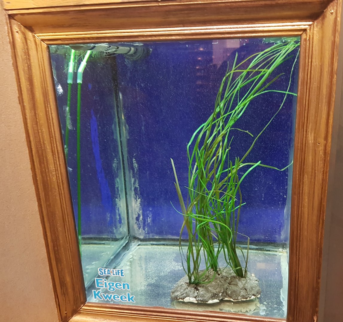 Few days old Seahorses raisng-tank