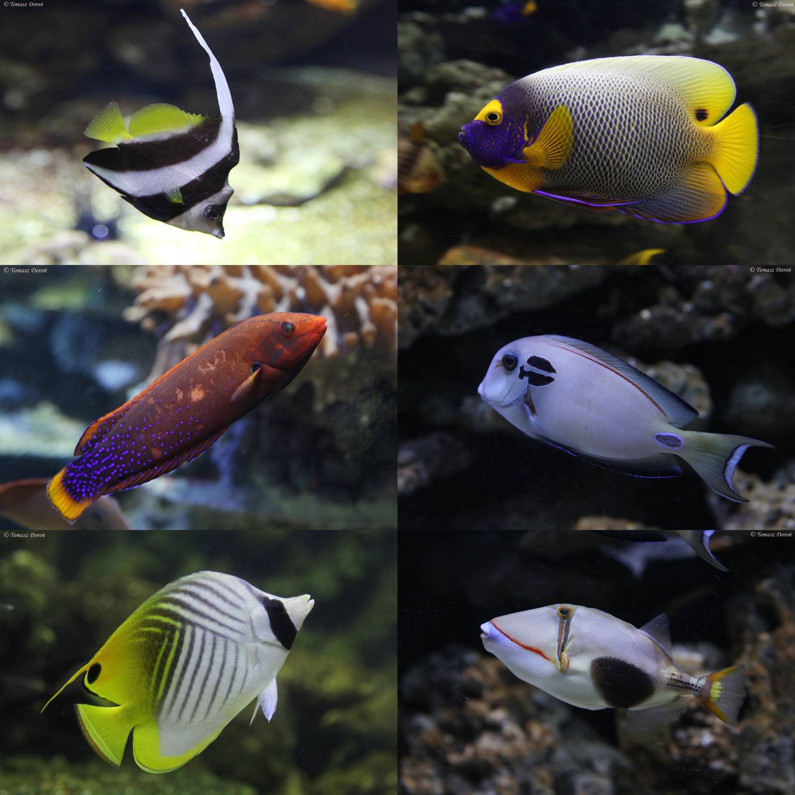 Few species of fishes from the Aquarium in America Tropicana House