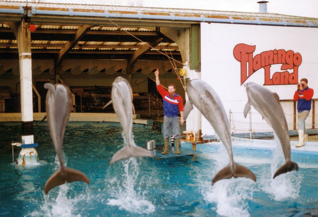 FFlamingoland Dolphinarium 1984 - 1993