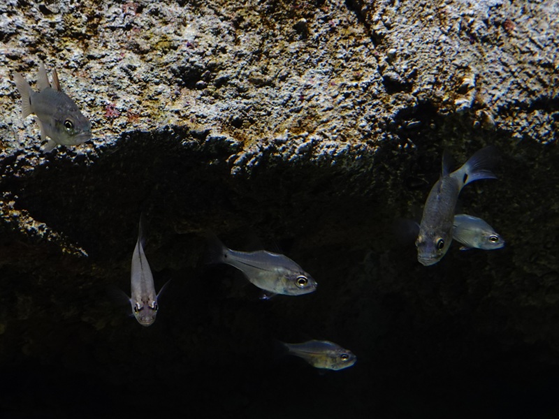 Fibramia lateralis? Sentosa Oceanarium