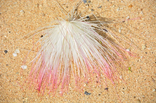 Ficus flower on Fijian beach