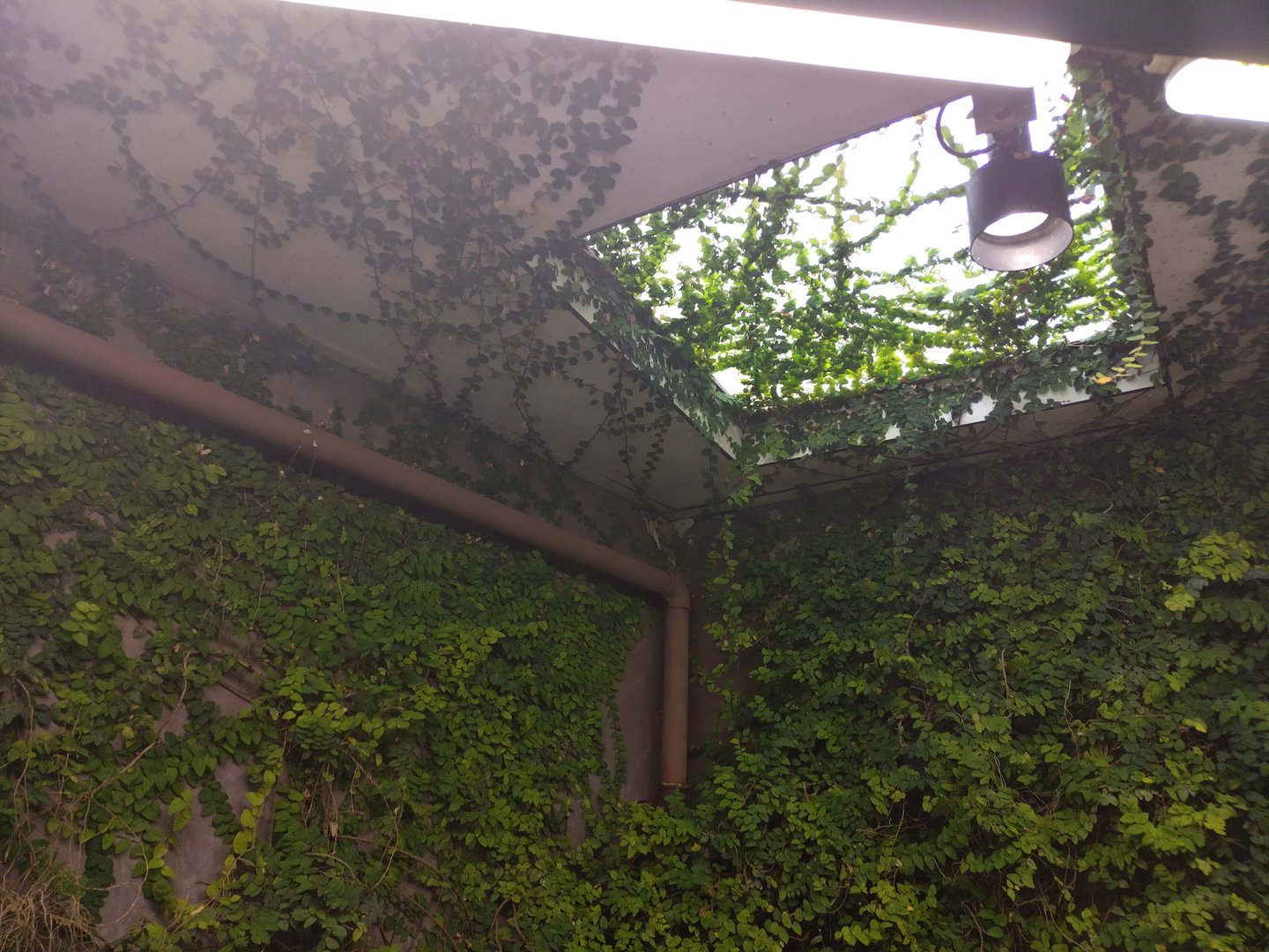 Ficus pumila growing on the ceiling