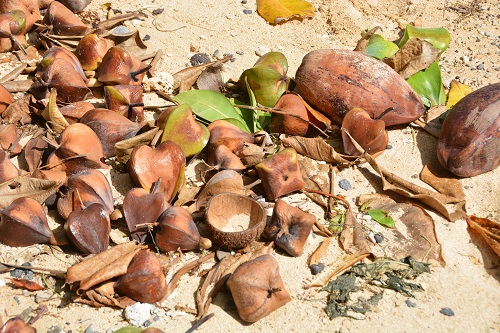 Ficus seeds+ coconuts, Fiji beach
