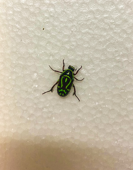 Fiddle Beetle (Eupoecila australasiae)