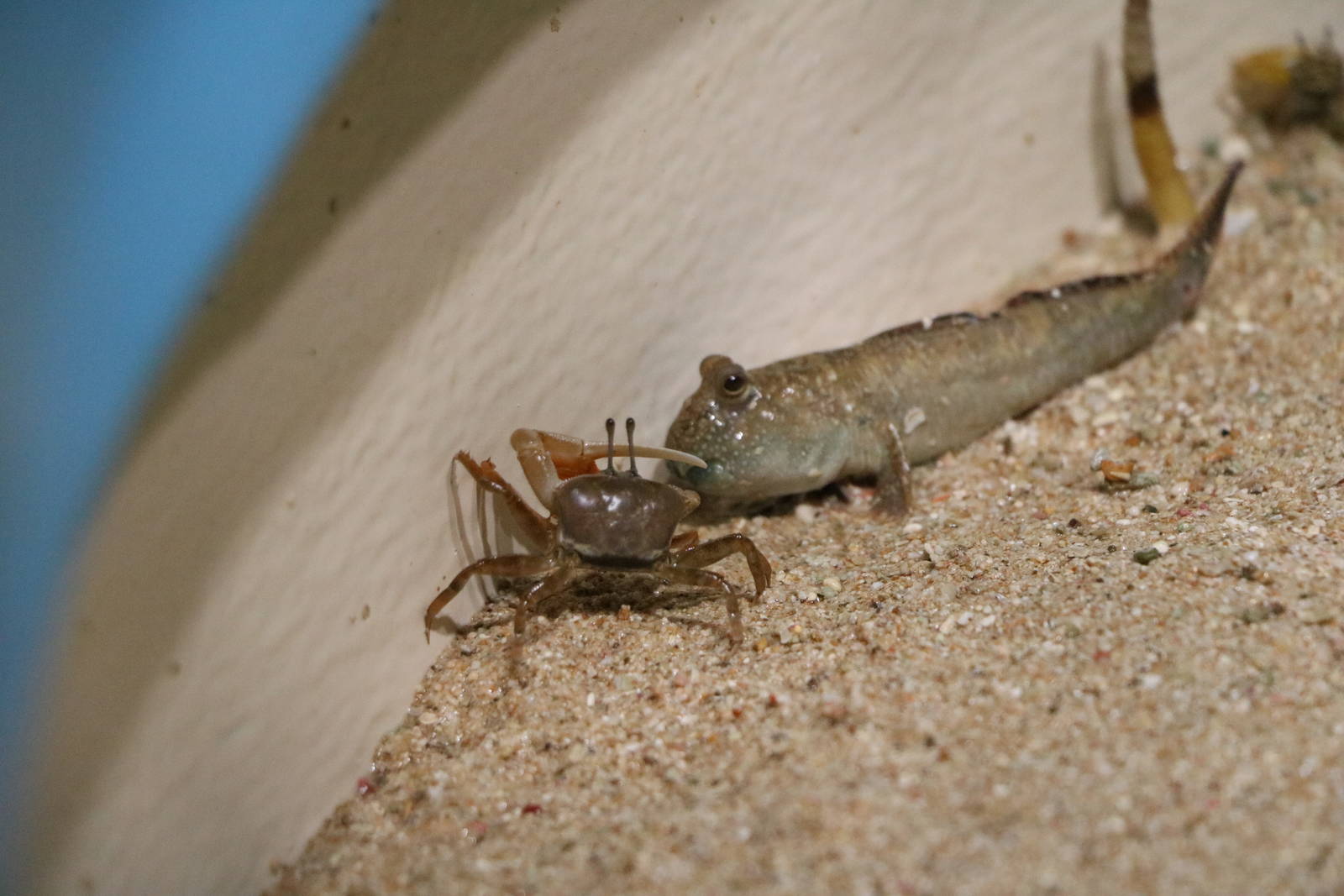 Fiddler and mudskipper - Sunshine Aquarium Tokyo, February 2016