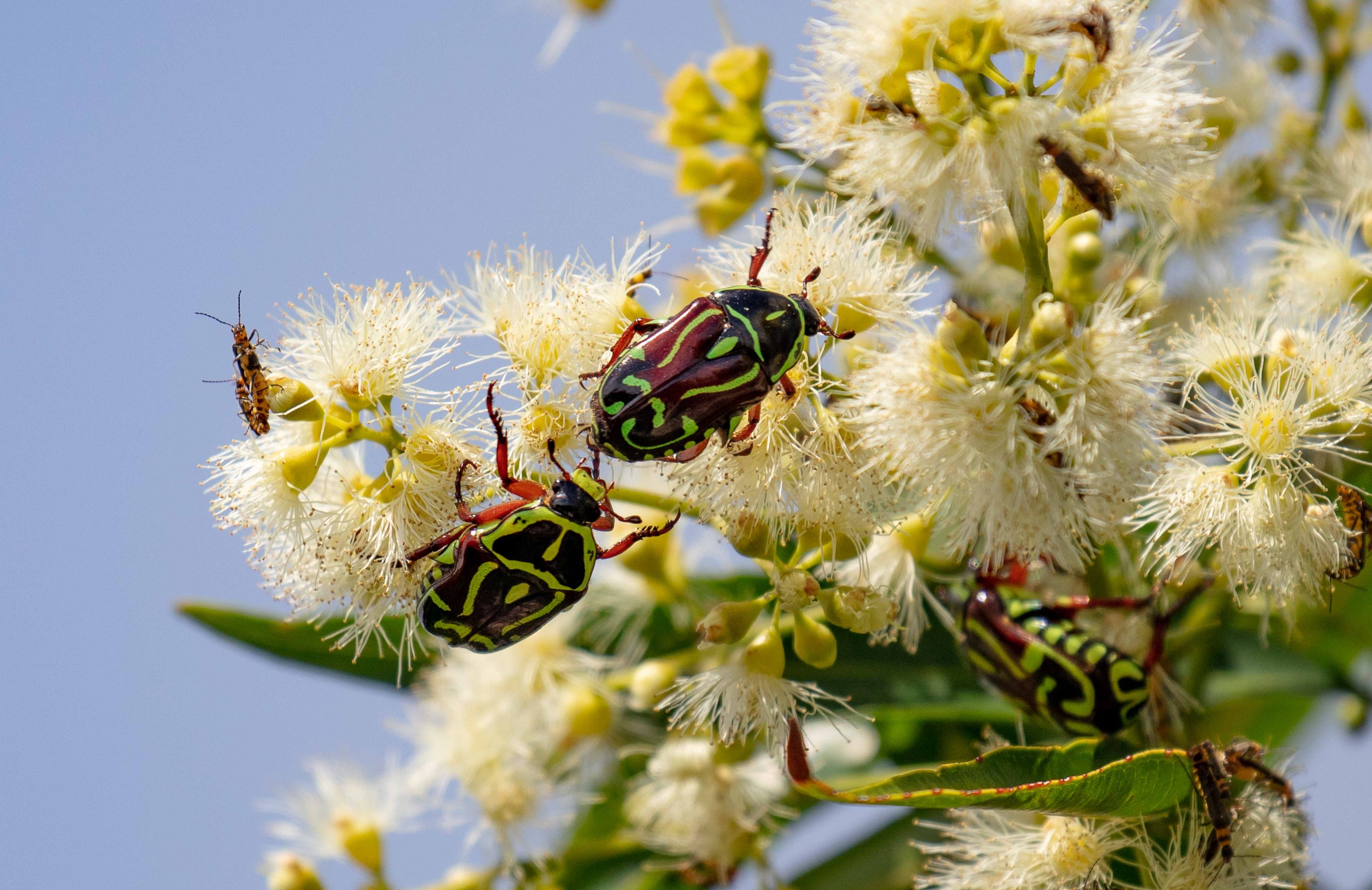 Fiddler Beetles (wild beetles feeding in one of the zoos flowering eucalypts)