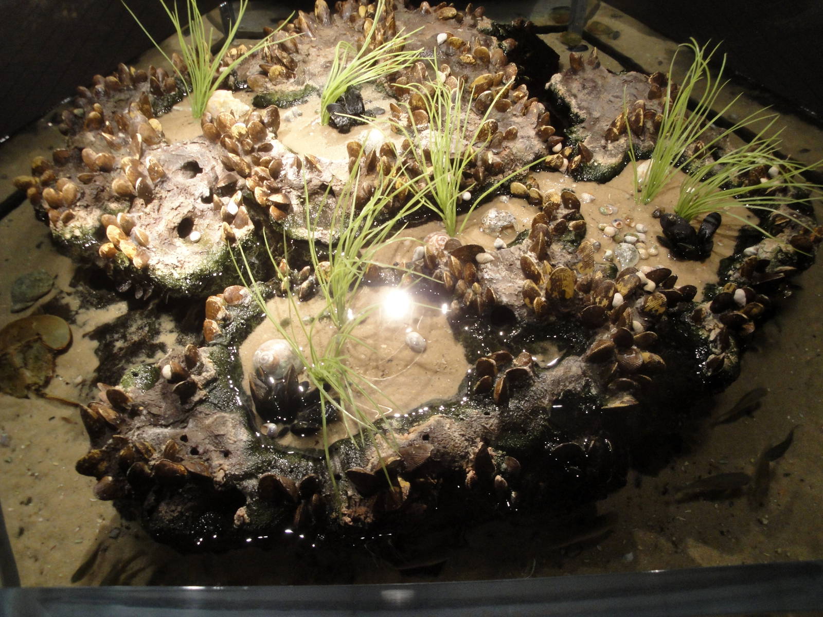 Fiddler Crab Exhibit