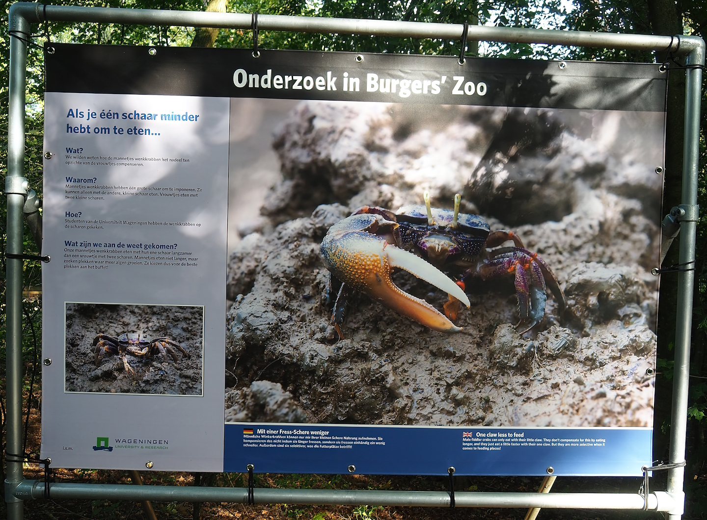 Fiddler crab feeding research at Burgers' Zoo, 2023-10-07