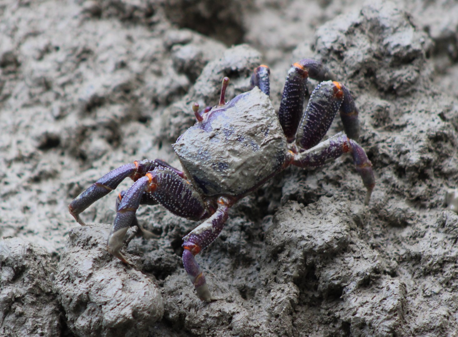 Fiddler crab - female