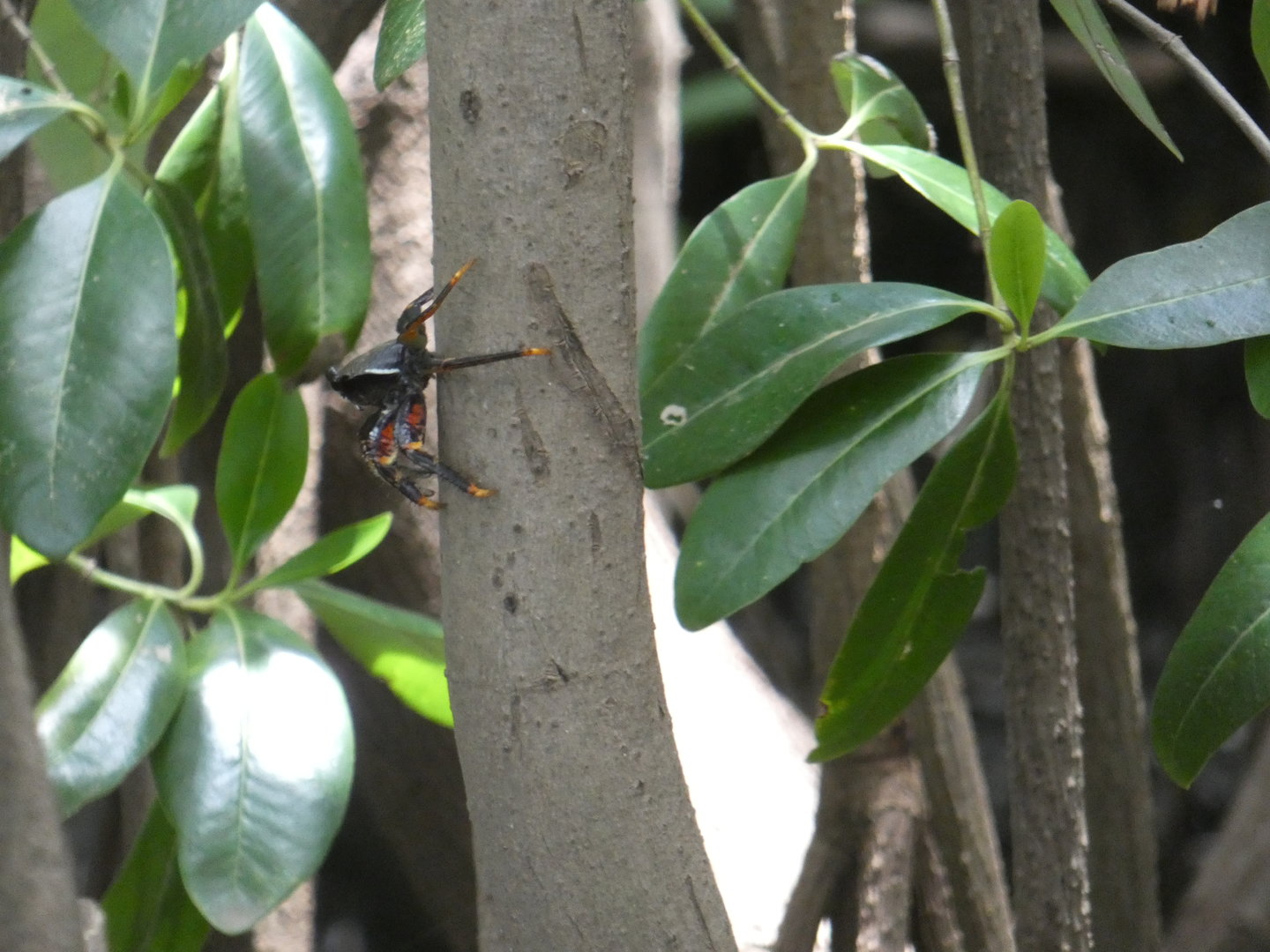 Fiddler crab in tree