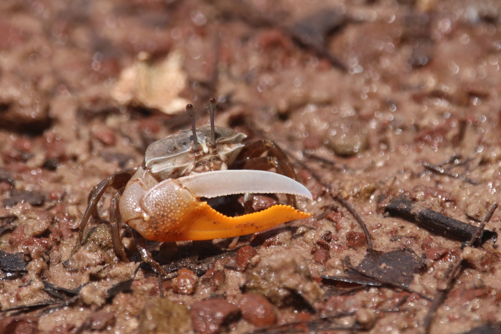 Fiddler crab (Koh Kood)