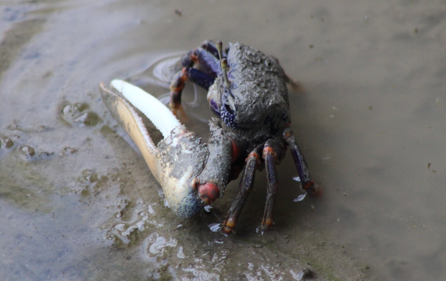 Fiddler crab - male