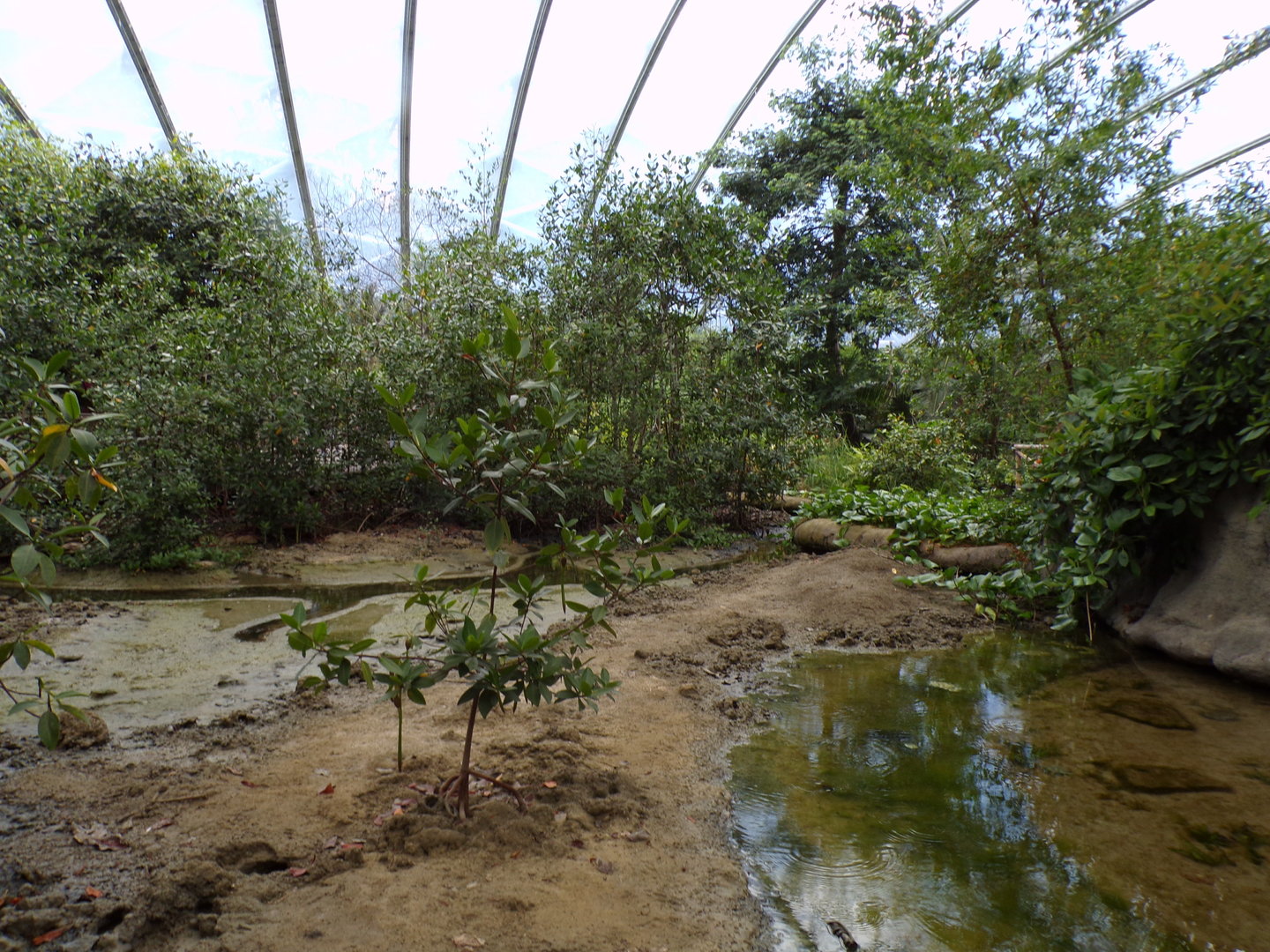 Fiddler crab mudflat 6.7.23