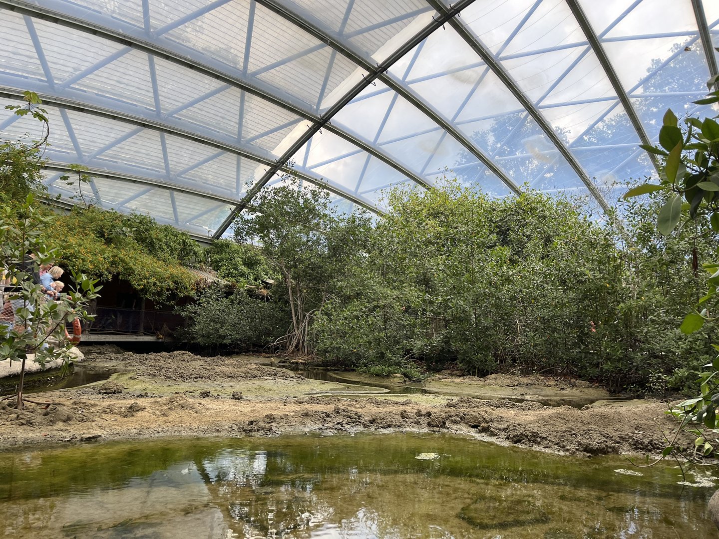 Fiddler crab mudflat 6.7.23