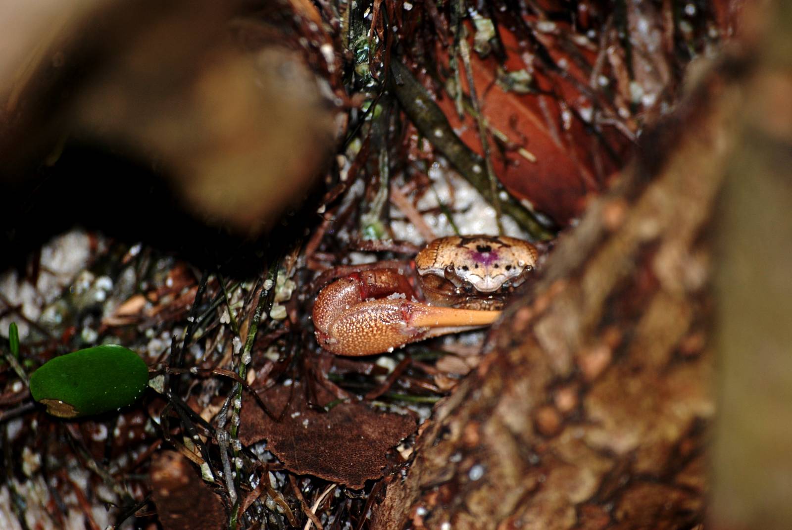 Fiddler Crab, Punta Gorda, October 2013