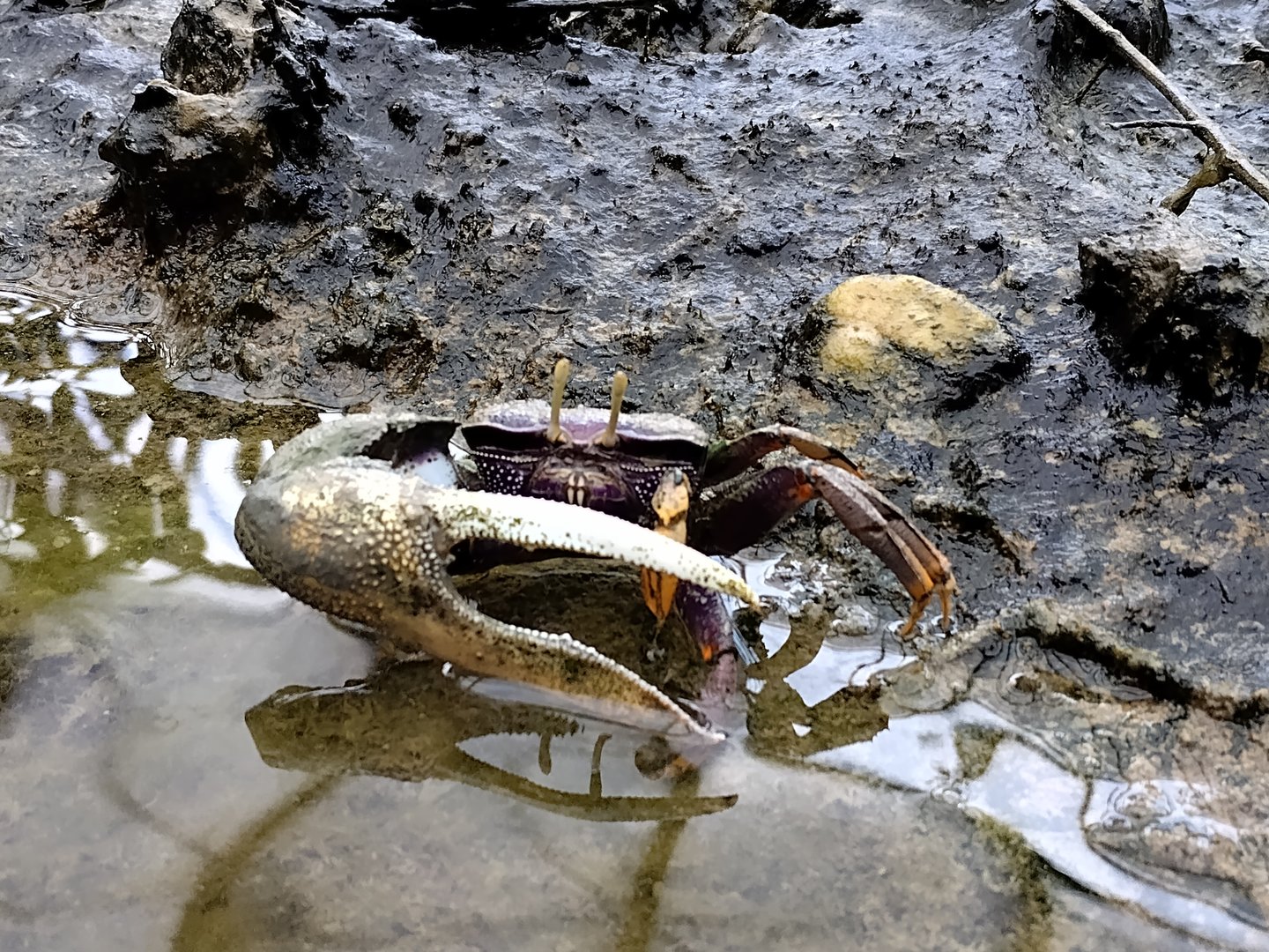 Fiddler crab showing off
