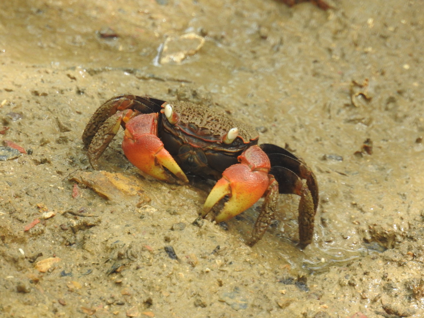 Fiddler Crab sp. - East Point (Darwin)