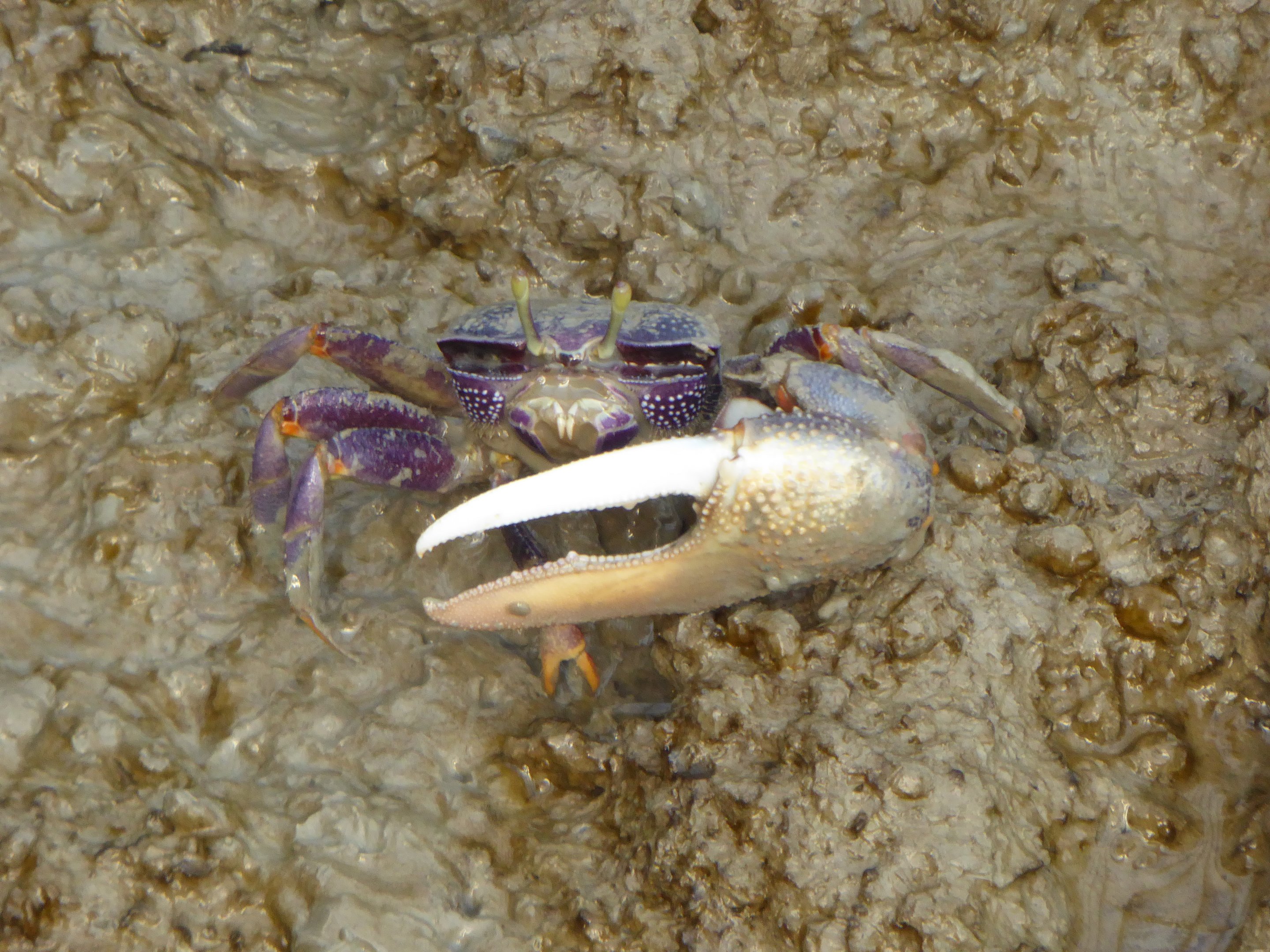 Fiddler Crab (Uca tangeri) at Burger's Zoo - 7th February 2018