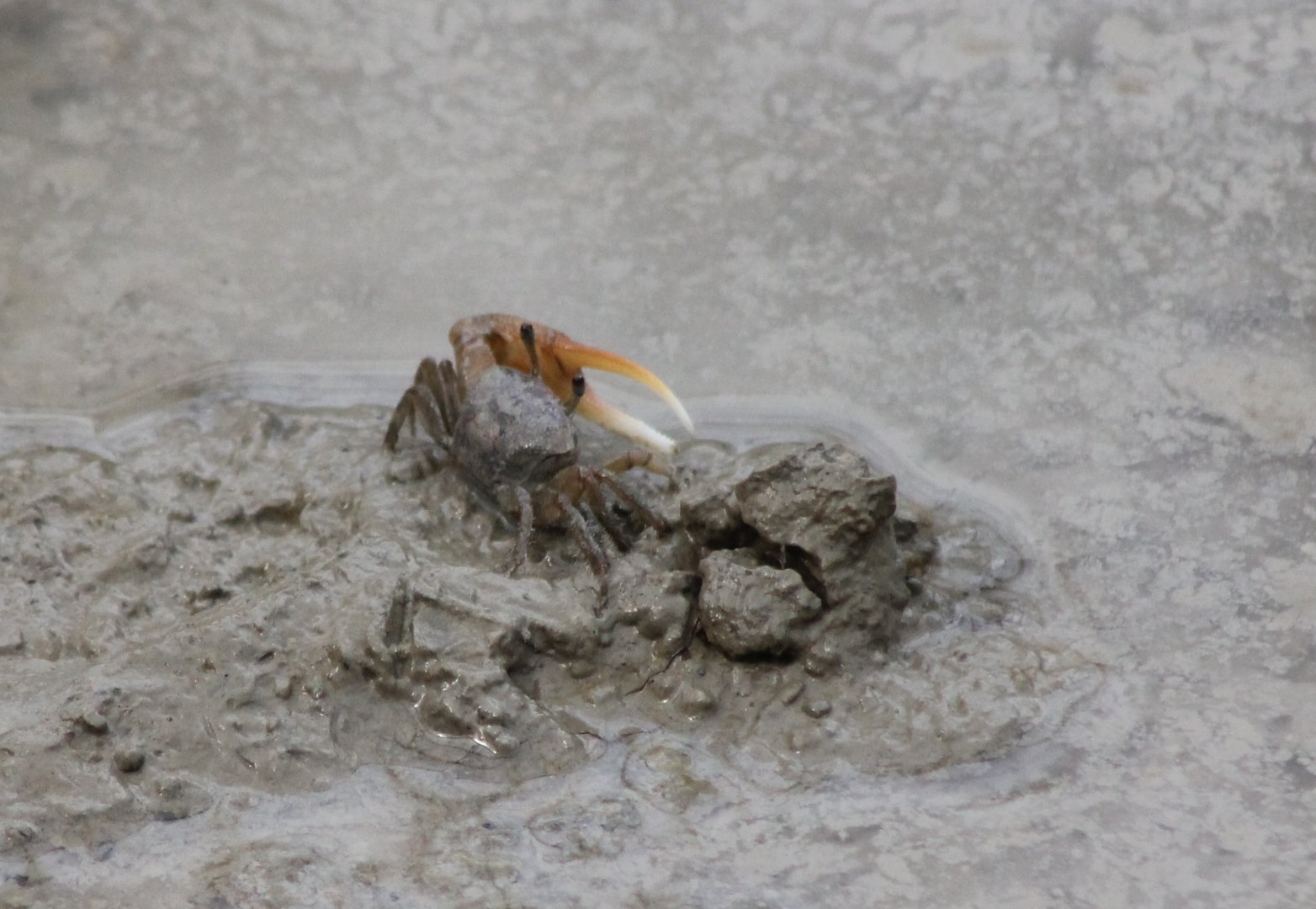 Fiddler crab