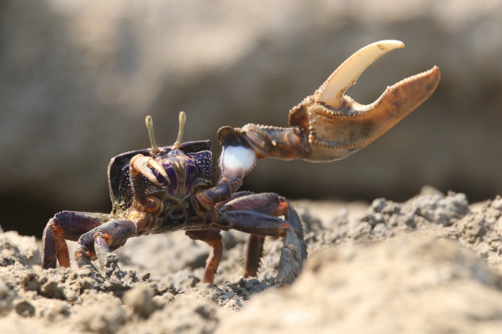 Fiddler crab