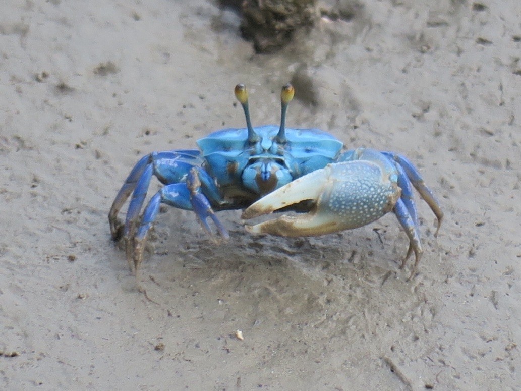 fiddler crab