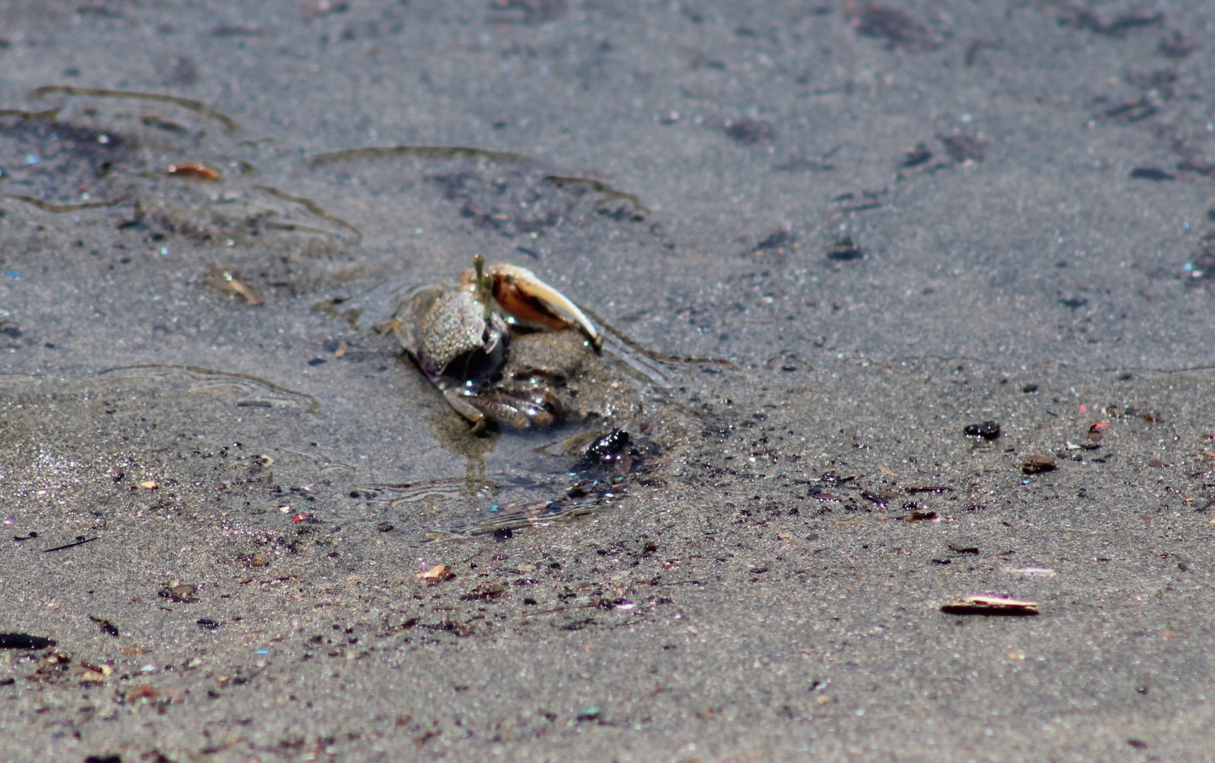 Fiddler crab