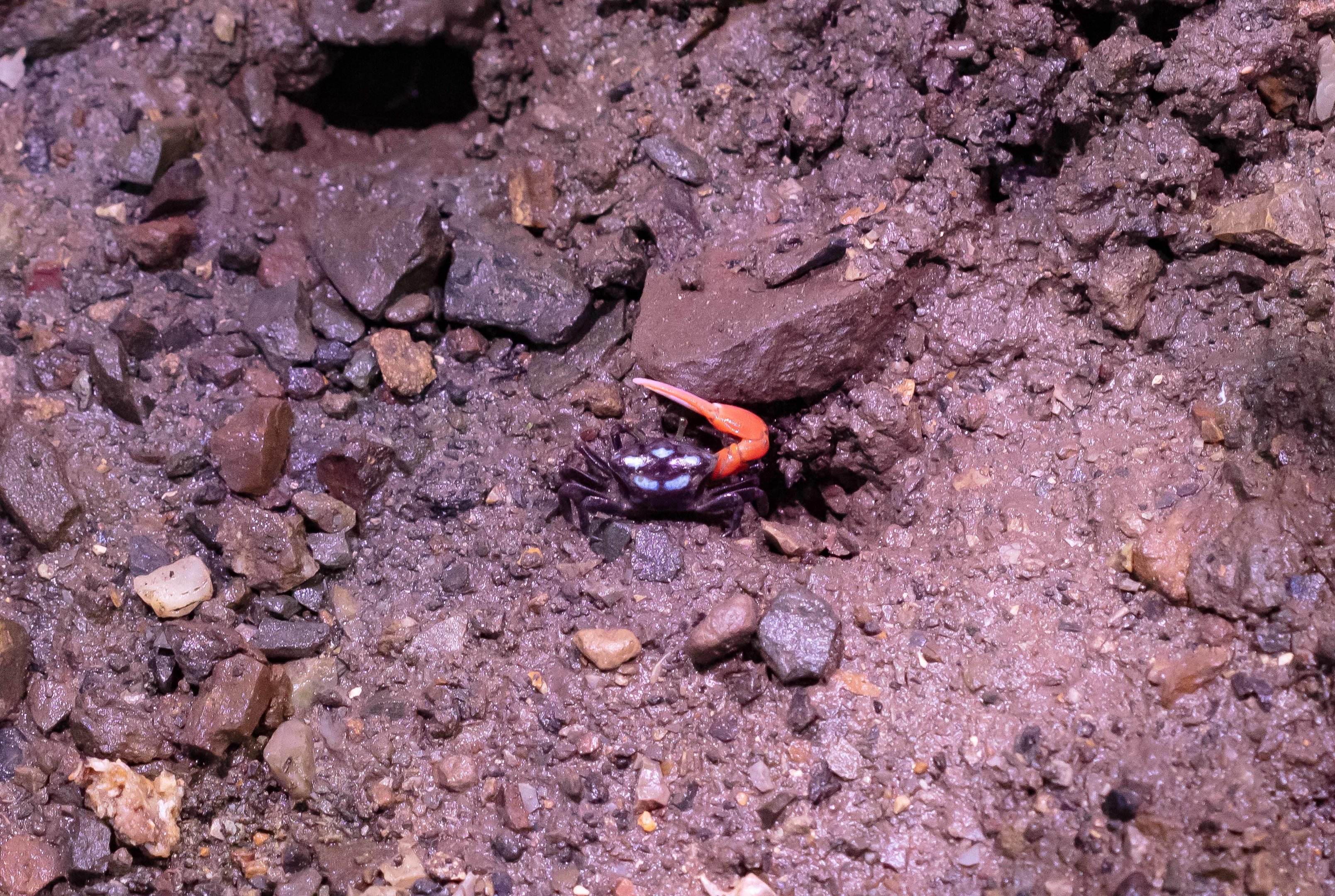 Fiddler Crab