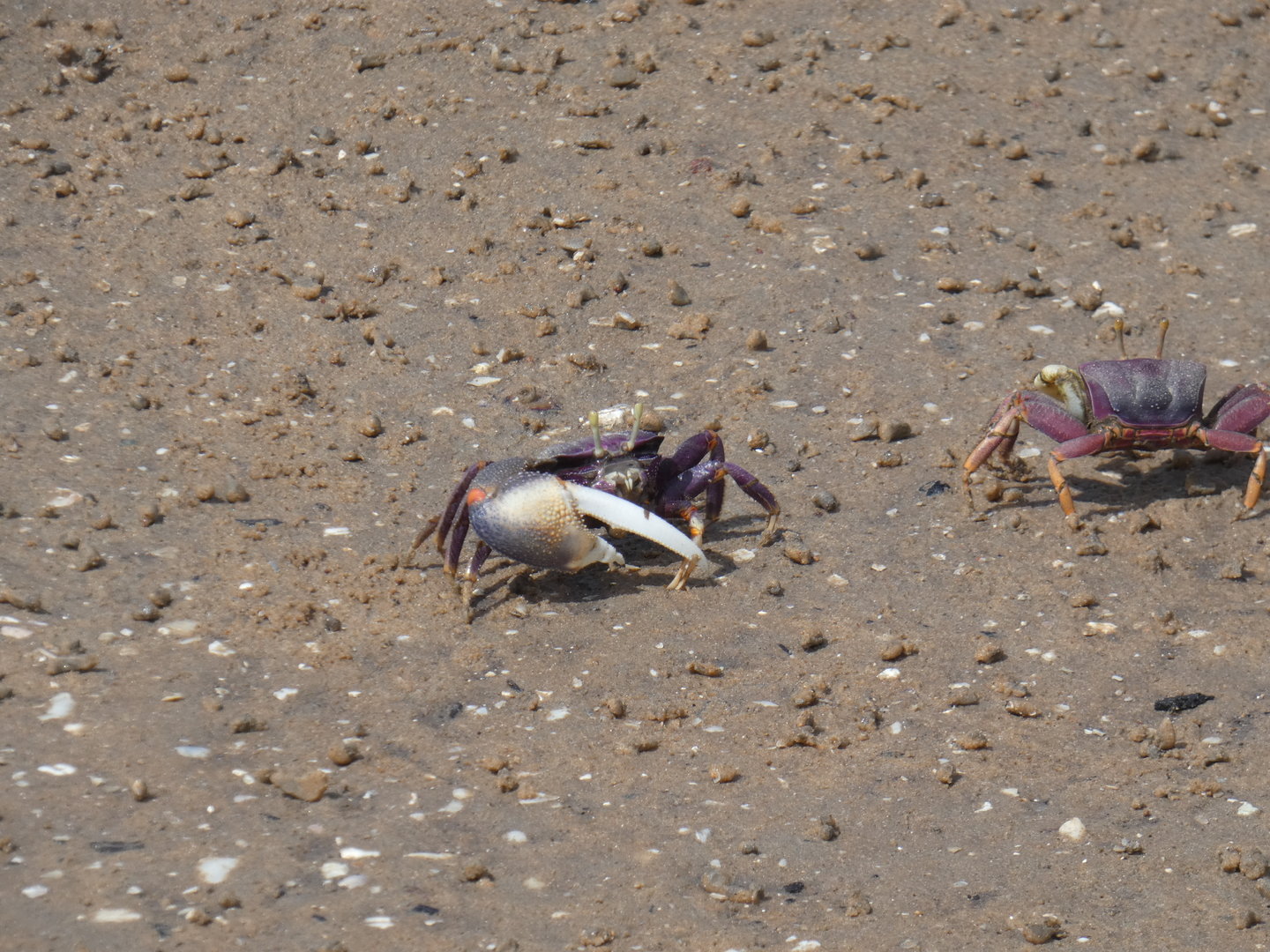 Fiddler crab