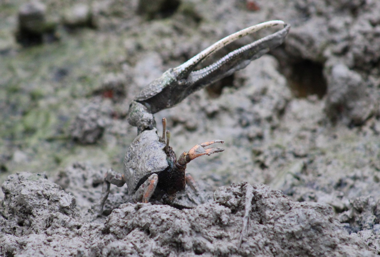 Fiddler crab