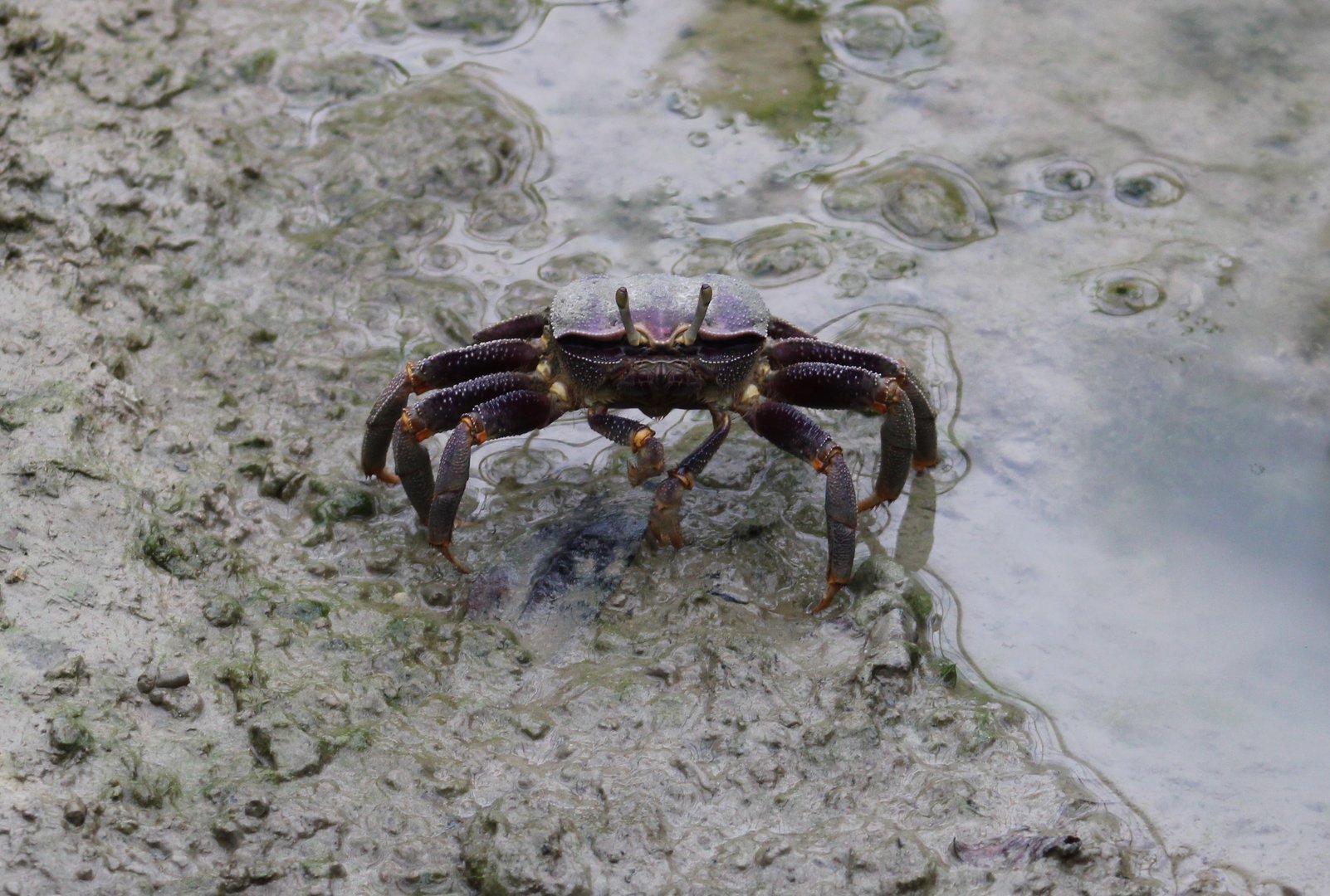 Fiddler crab
