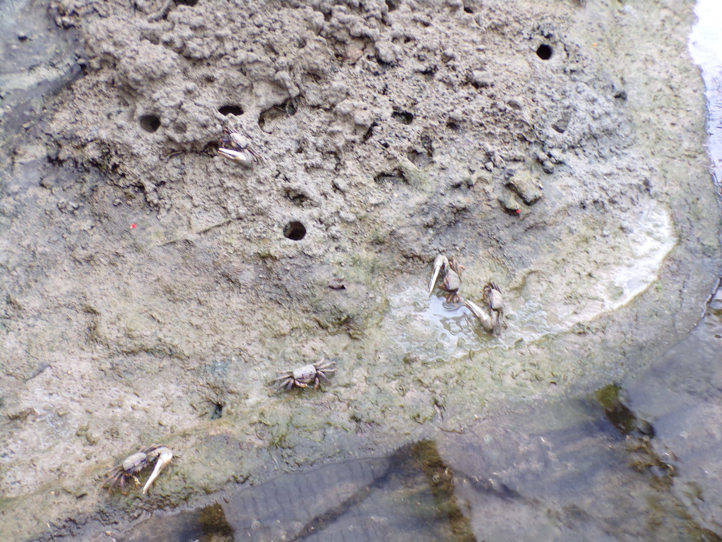 Fiddler crabs 6.7.23