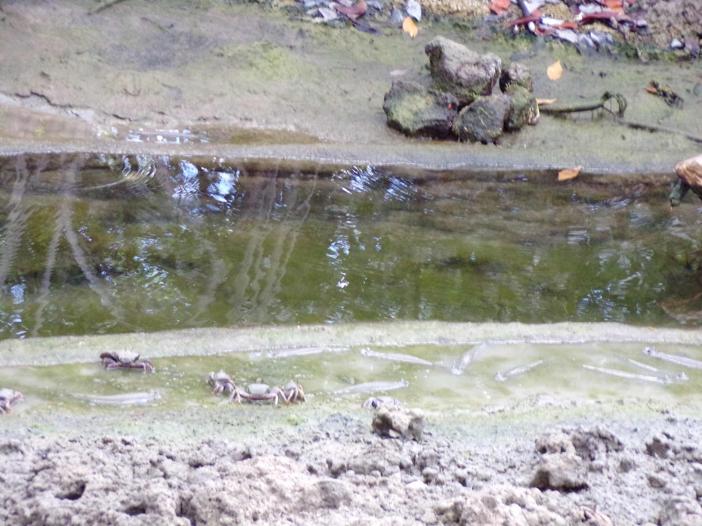 Fiddler crabs and Four-eyed fish 6.7.23