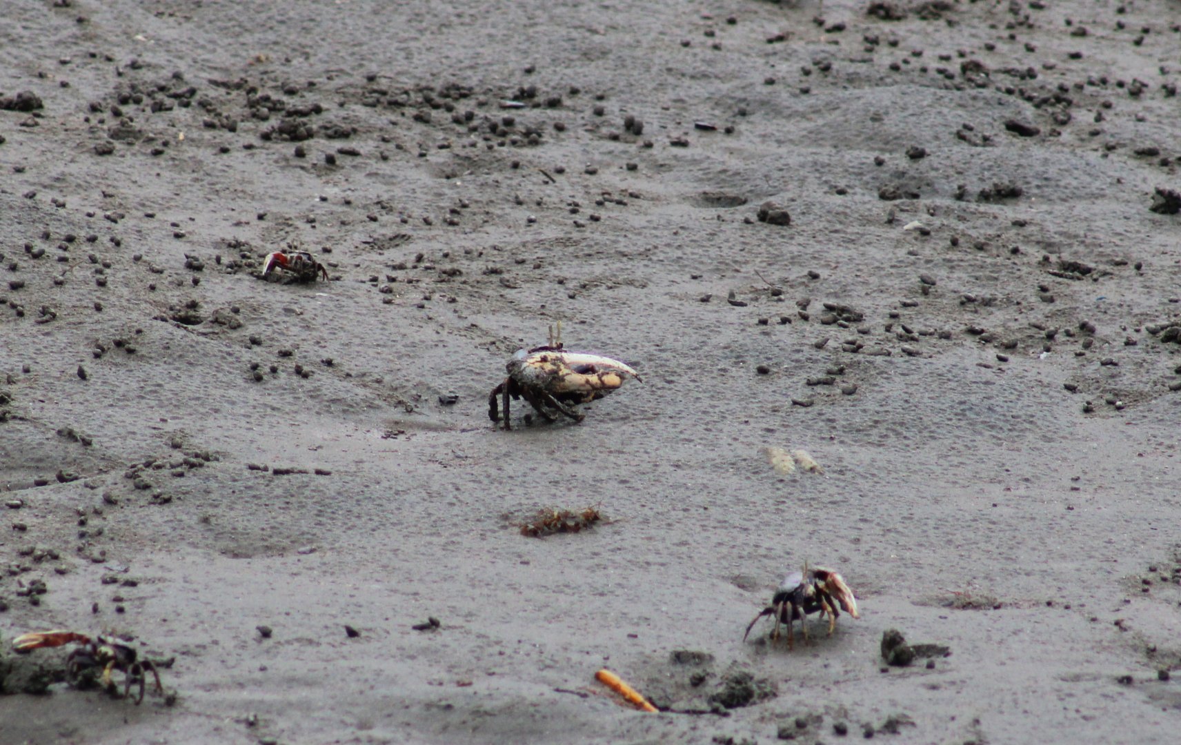 Fiddler crabs