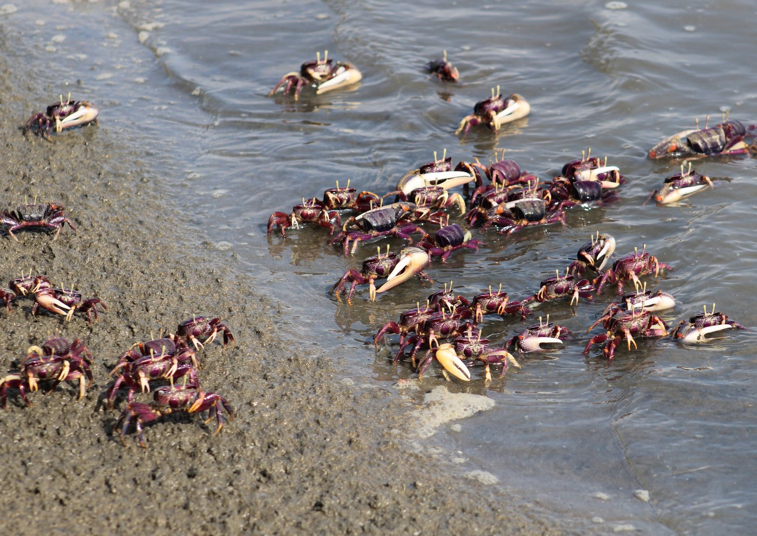 Fiddler crabs