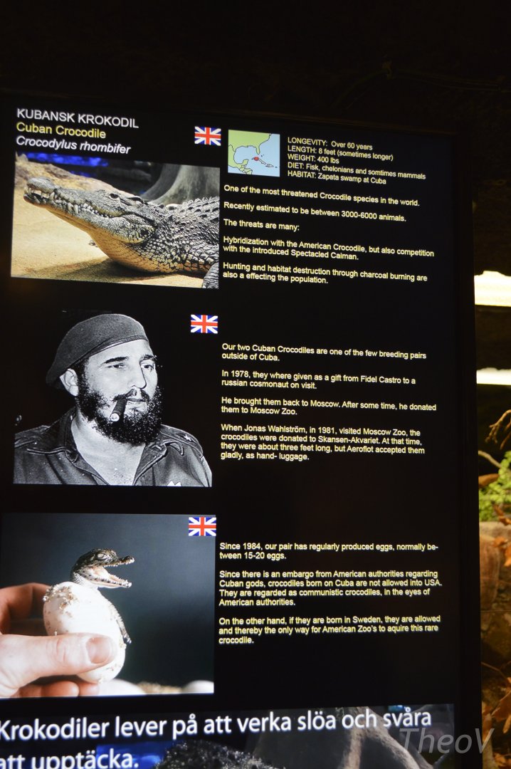 Fidel Castro's crocodiles [2019]