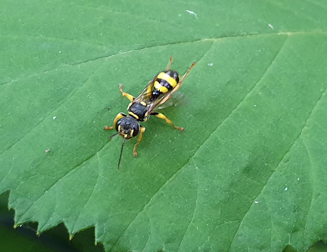 Field digger wasp - Melinus arvensis
