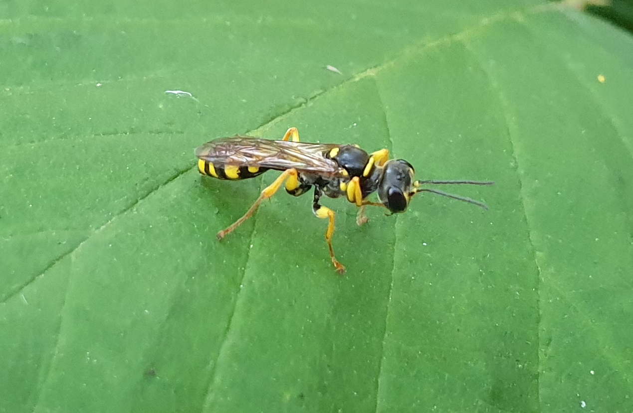 Field digger wasp - Melinus arvensis
