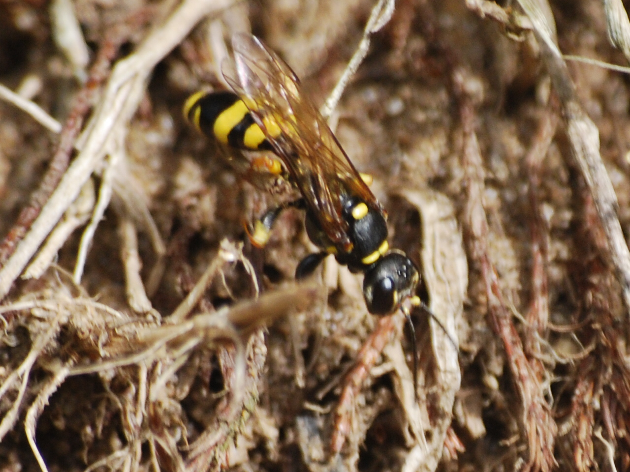 Field digger wasp