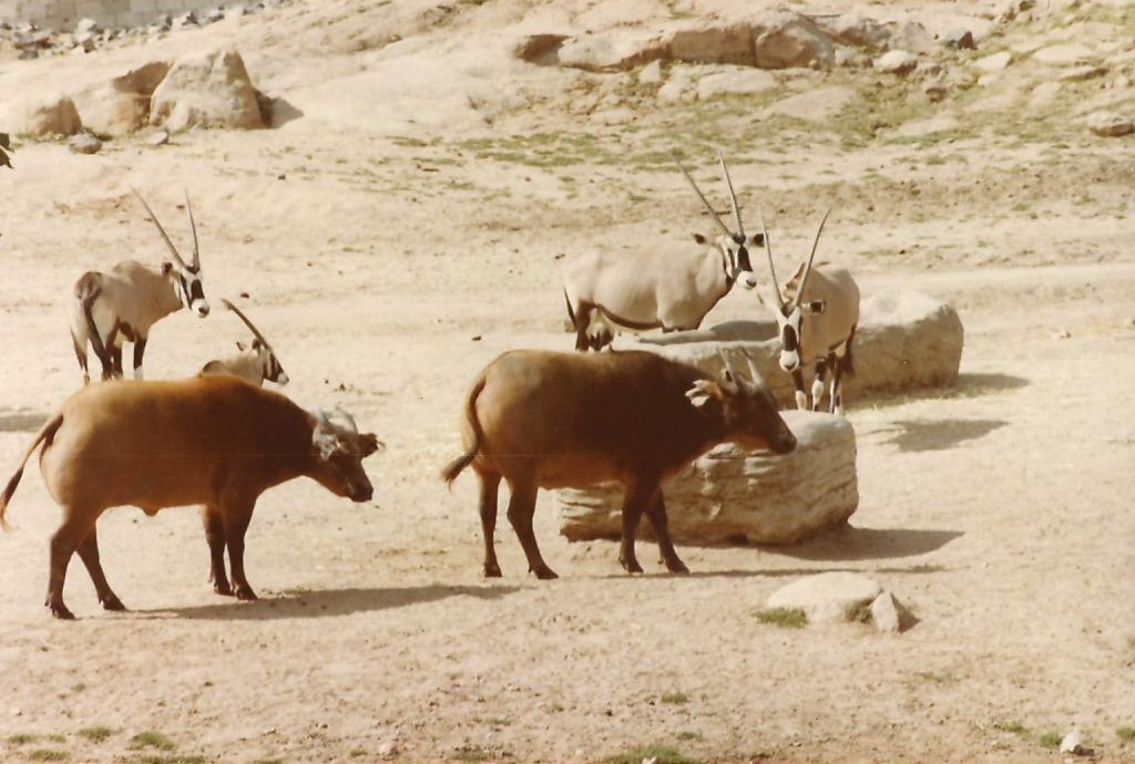 Field Exhibits 1983 - Congo Buffalo and Gemsbok