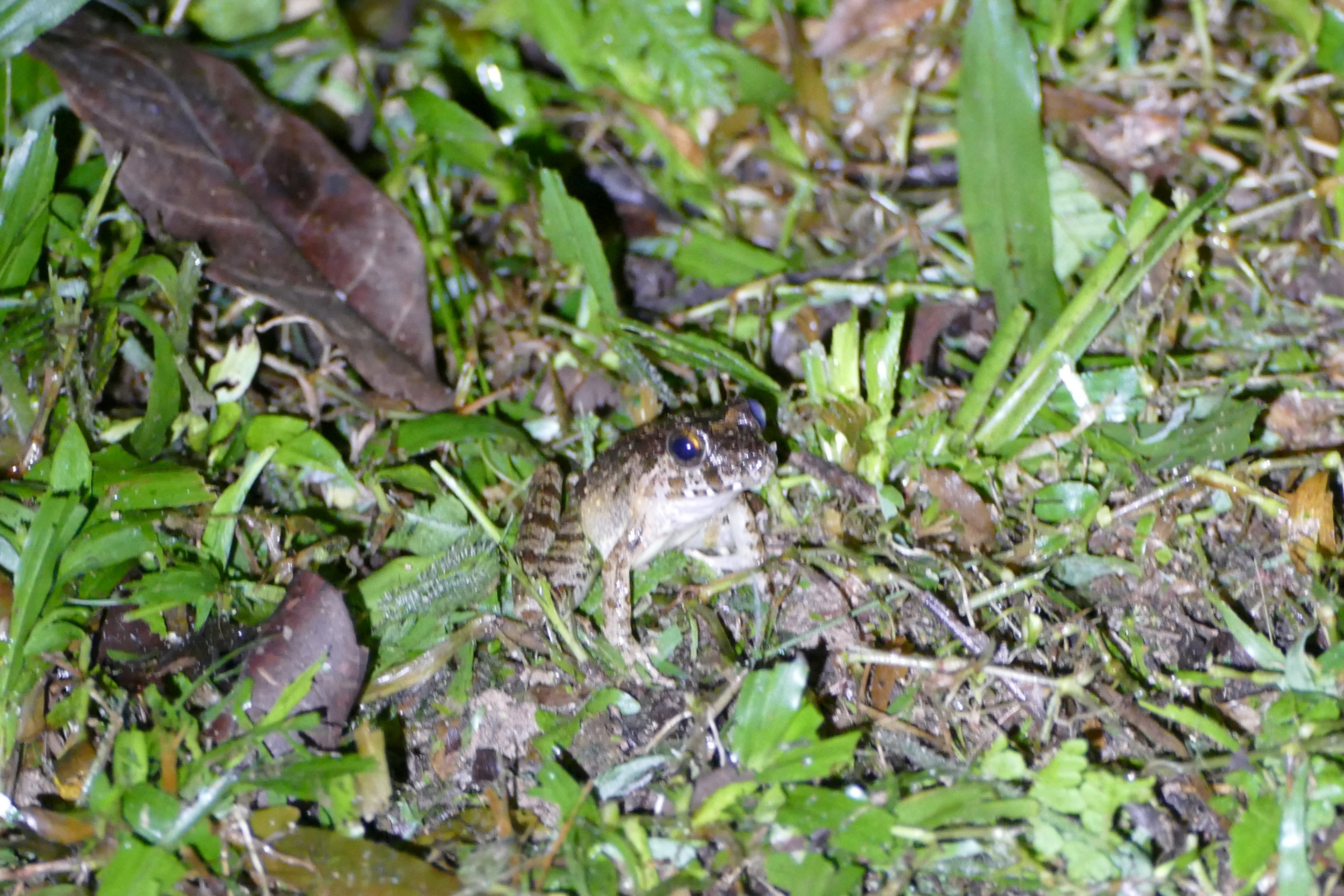 Field Frog - Fraser's Hill