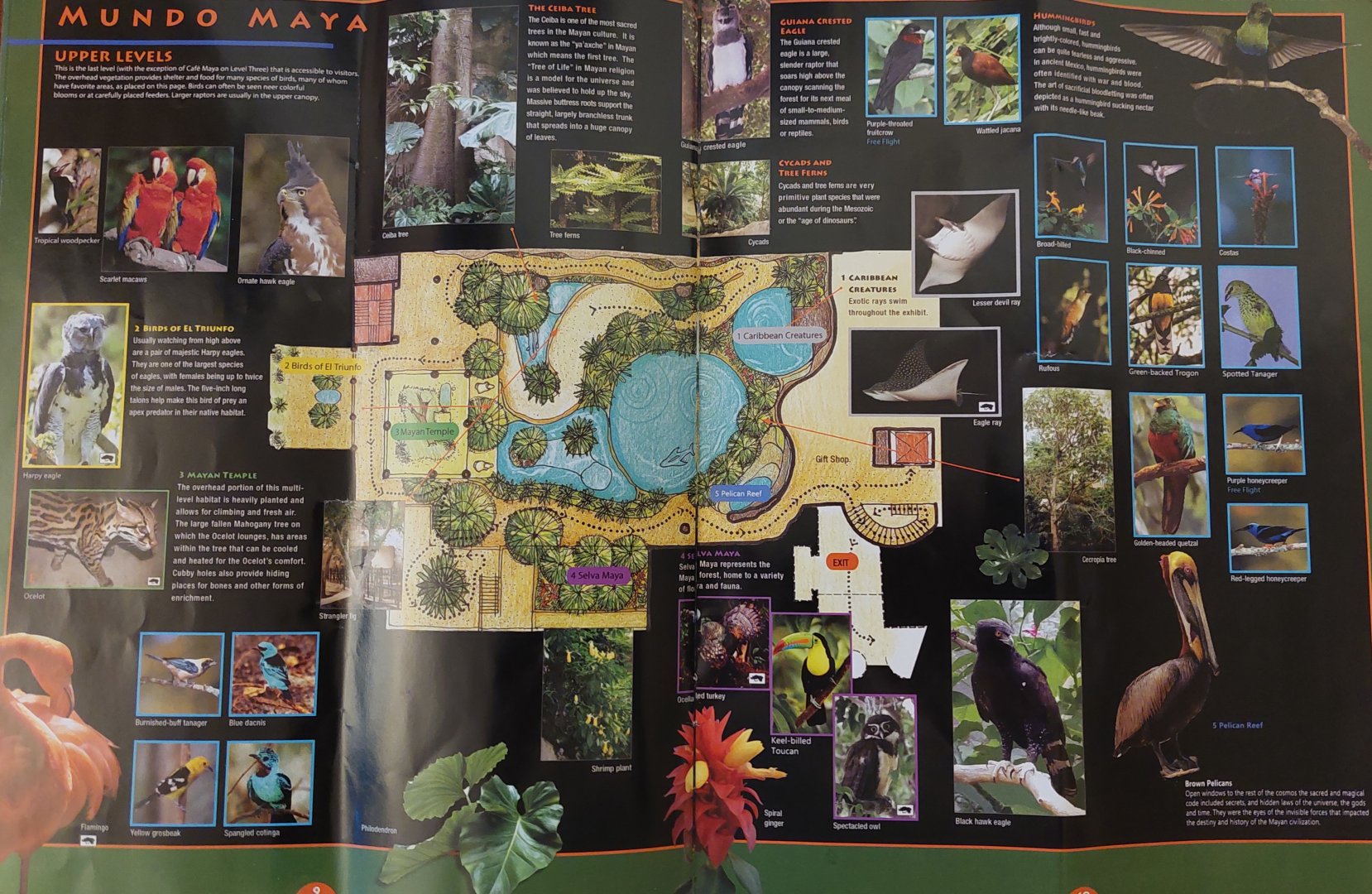 Field Guide Map: Mundo Maya upper levels