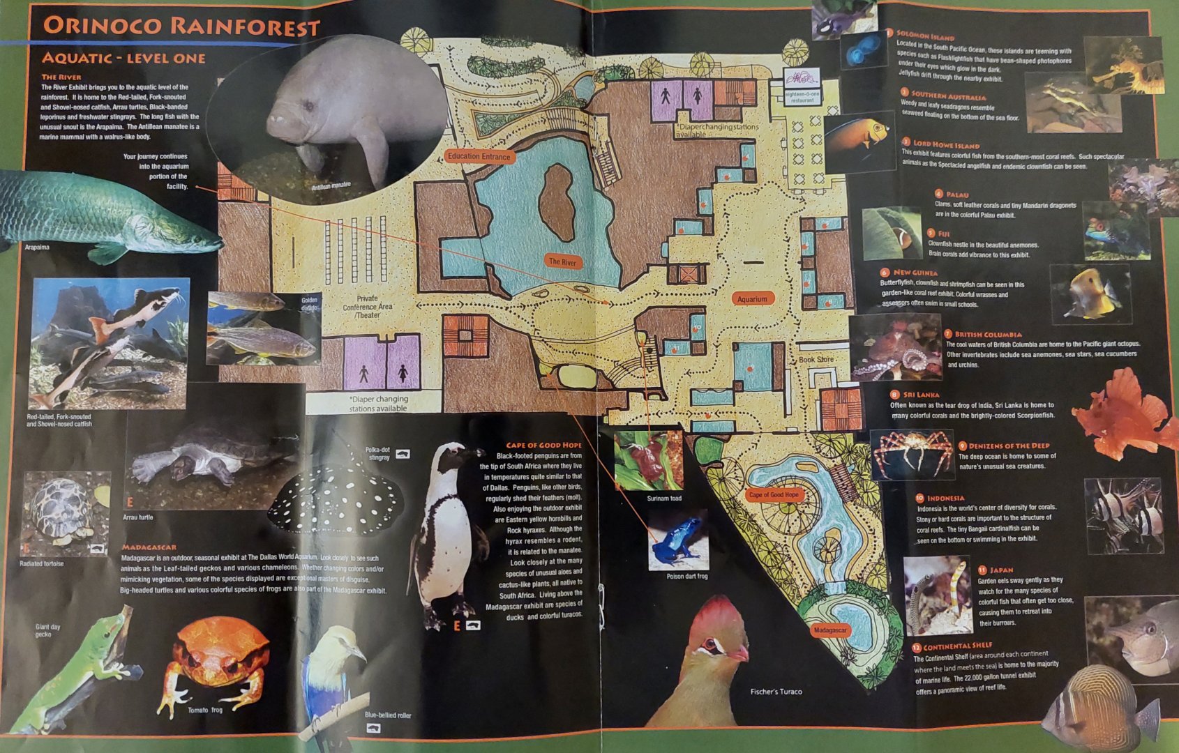 Field Guide Map: Orinoco Rainforest aquatic level 1