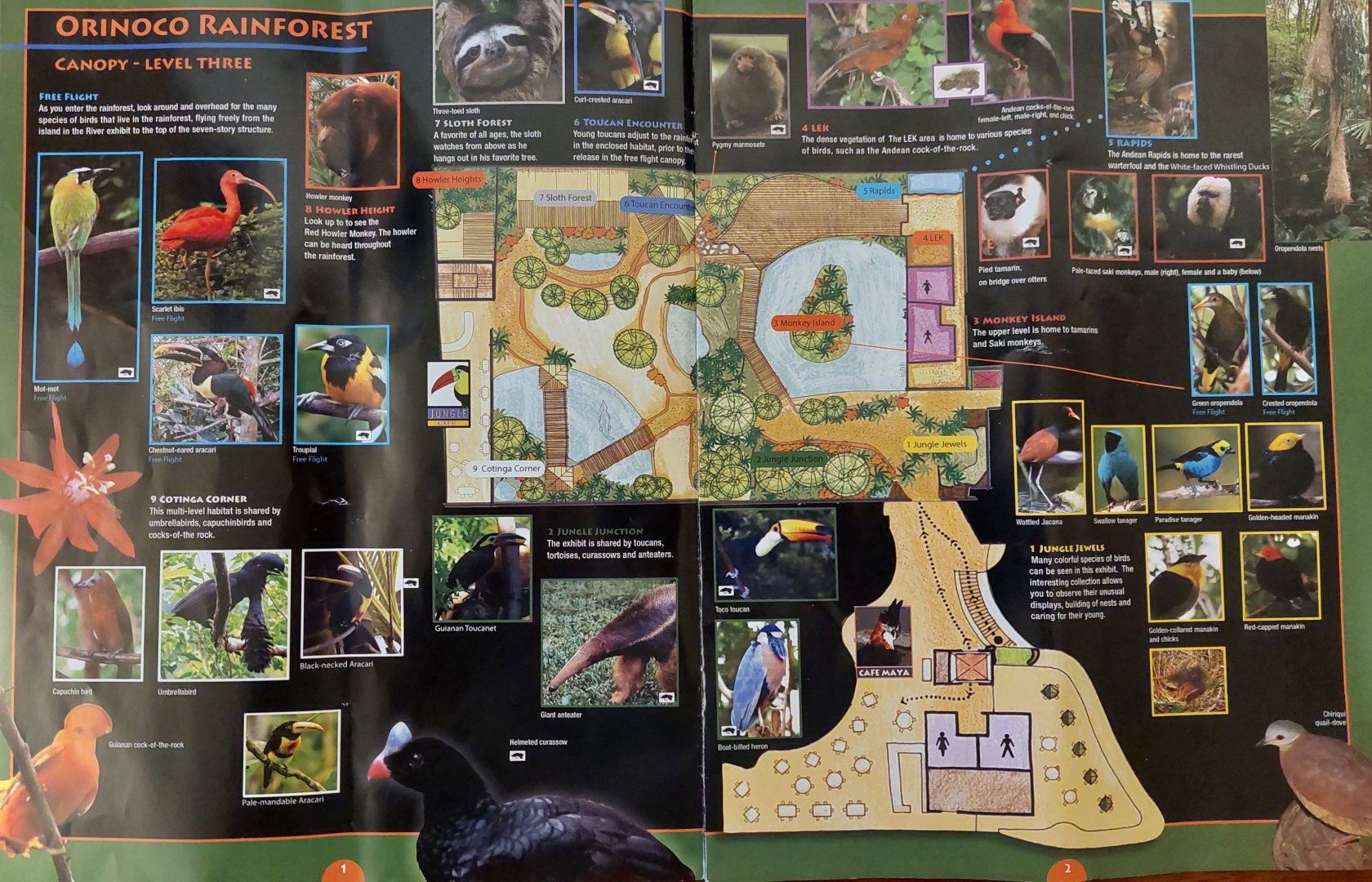 Field Guide Map: Orinoco Rainforest canopy level 3