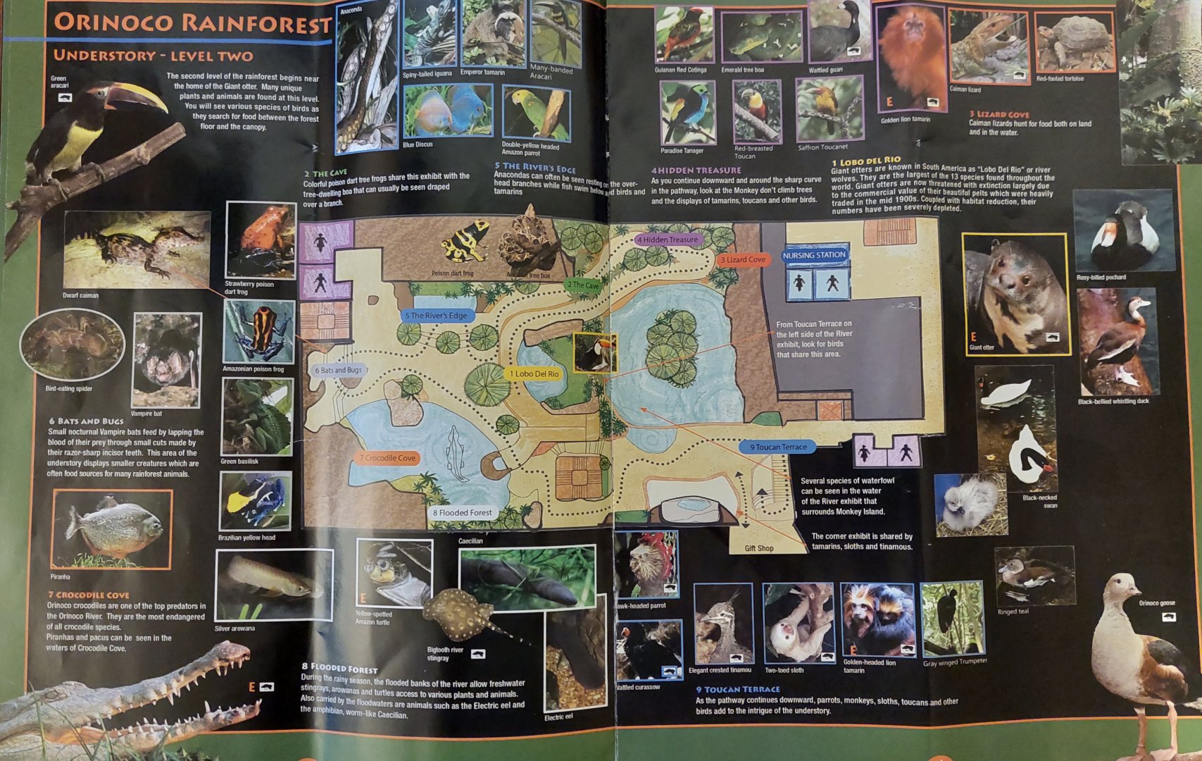 Field Guide Map: Orinoco Rainforest understory level 2