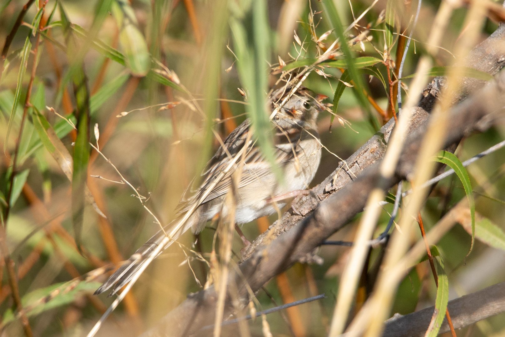 Field Sparrow- (Spizella pusilla)